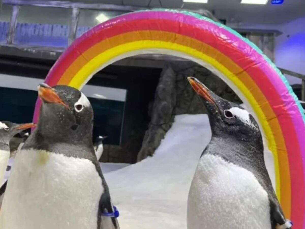 Vídeo: morre “pinguim gay” que cativou o mundo com história de amor