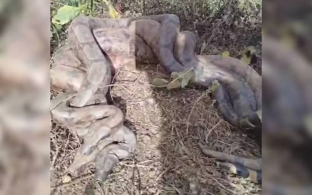 Romeiros flagram 3 cobras enroladas às margens de rio em Goiás. Vídeo