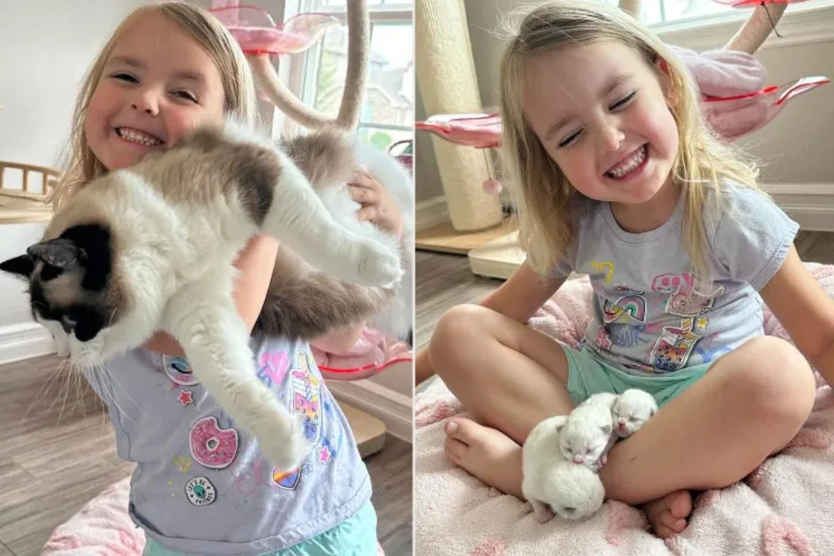 Gata some e aparece na cama de garotinha de 4 anos com três filhotes