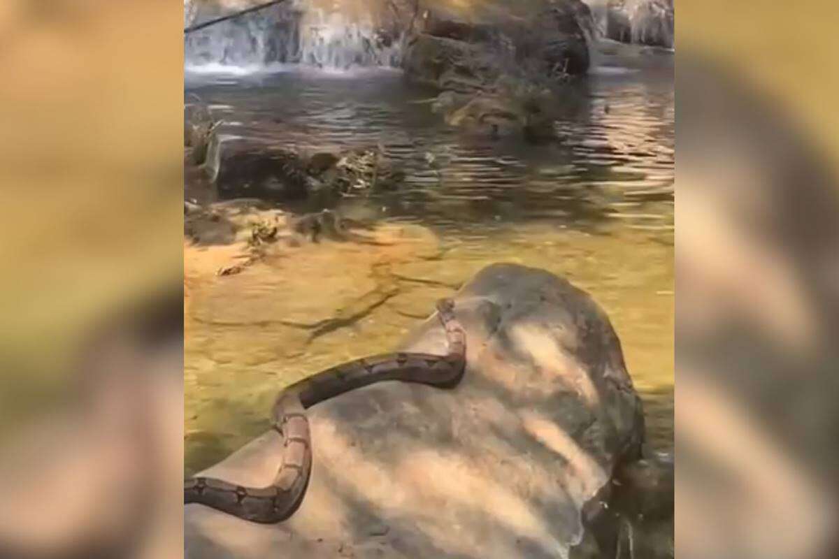 Vídeo: estudantes do DF flagram jiboia se refrescando em cachoeira