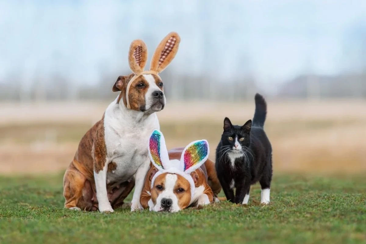 Veterinário ensina como ter uma Páscoa divertida e segura com os pets