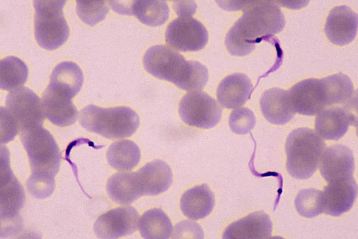 Amazônia: mudanças climáticas podem ampliar risco da doença de Chagas