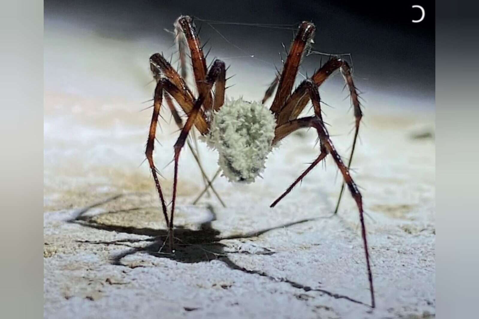 Cientistas descobrem fungo capaz de transformar aranhas em zumbis