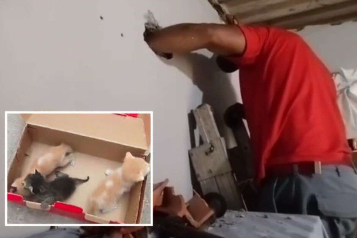 Bombeiros resgatam filhotes de gato presos dentro da parede de casa