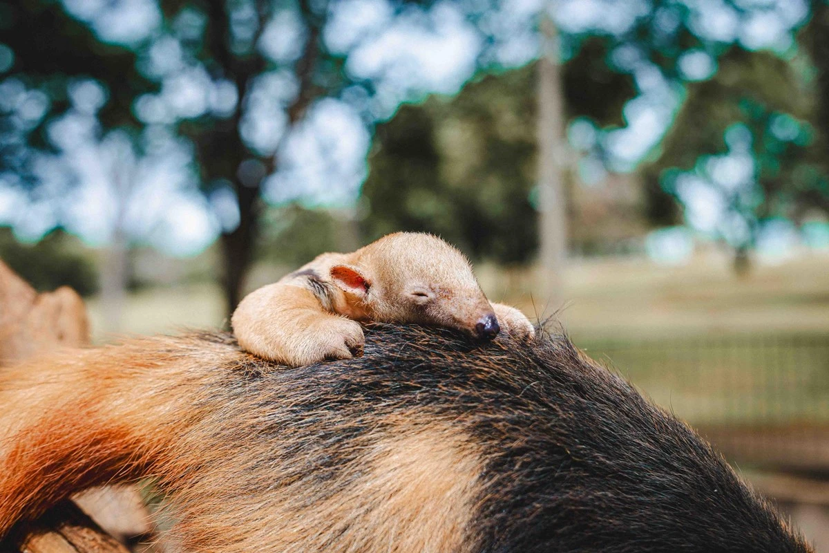 Paçoca, Pipoca? Zoo faz enquete para nome de filhote de tamanduá