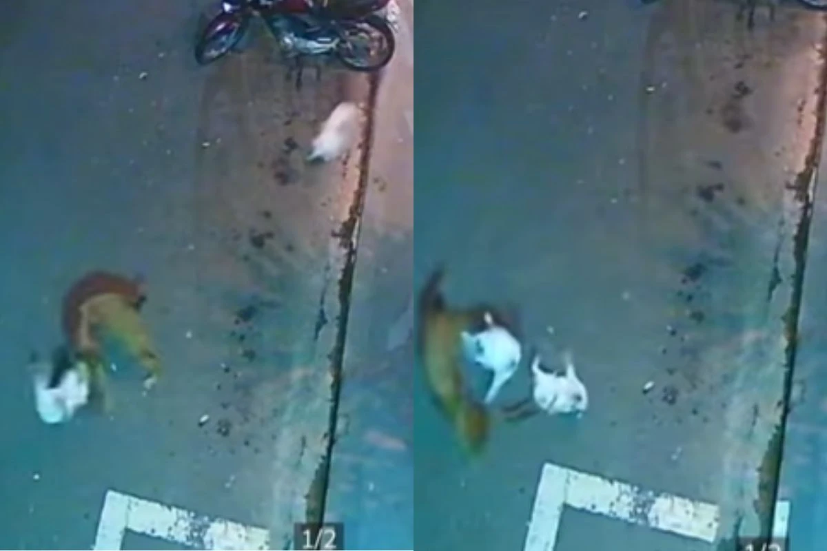 Vídeo: gato salva “irmã” felina de ataque de cão na rua em ato heroico
