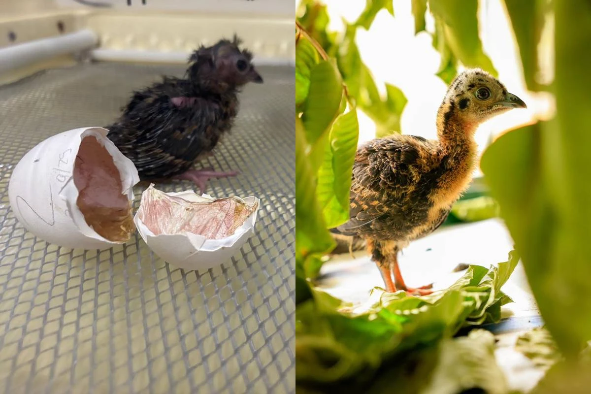 Aves ameaçadas de extinção, jacutingas nascem no Zoo do Brasília