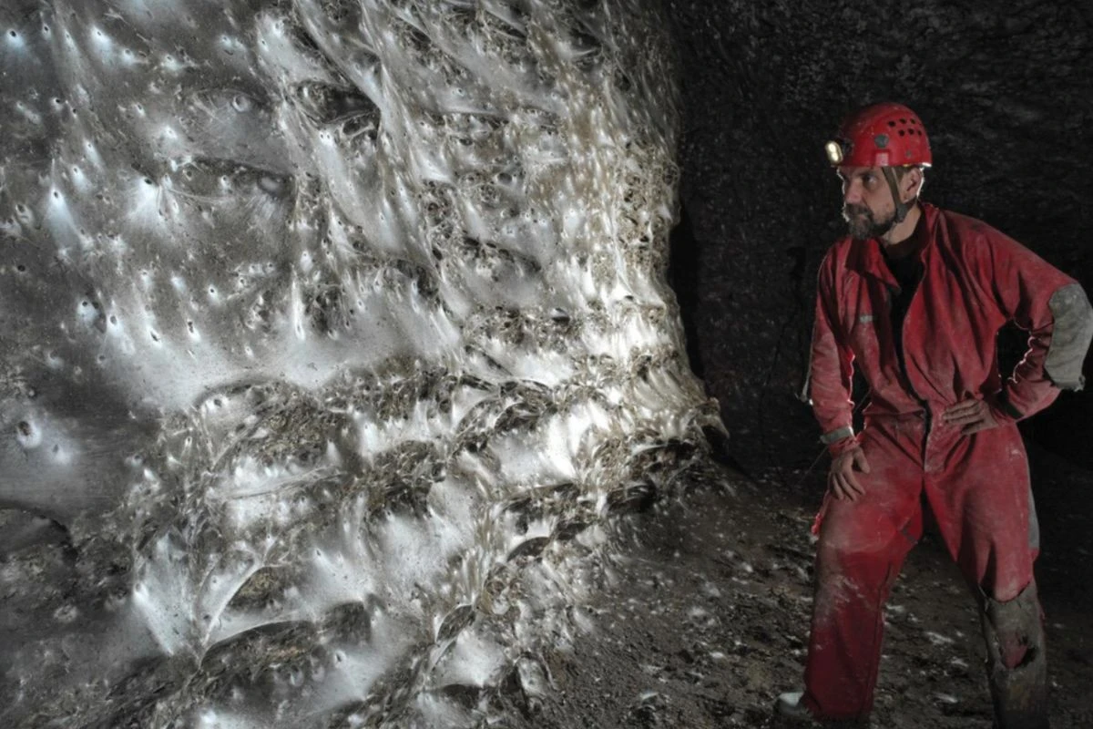 Maior teia do mundo tem mais de 111 mil aranhas, veja fotos