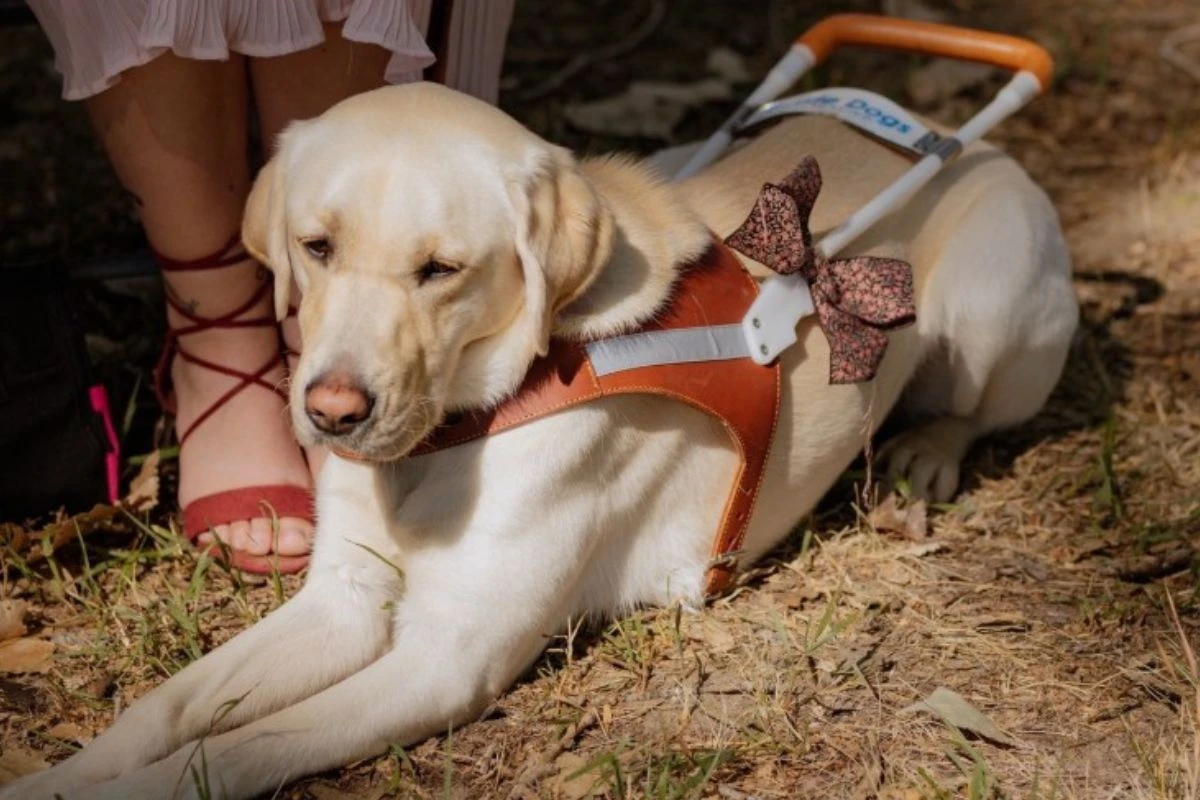 Criança dá presente inusitado a cão-guia em restaurante e emociona