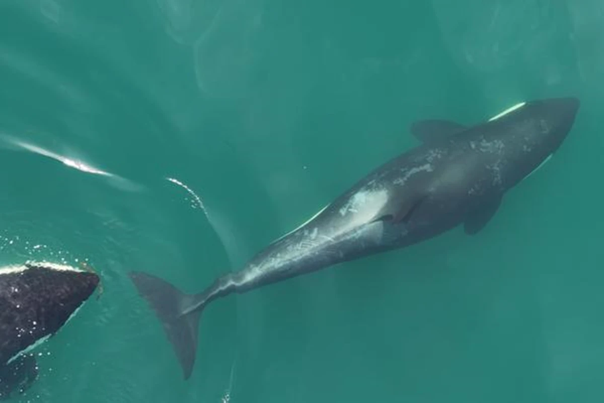 Cientistas observam, pela 1ª vez, curiosa rotina de limpeza das orcas