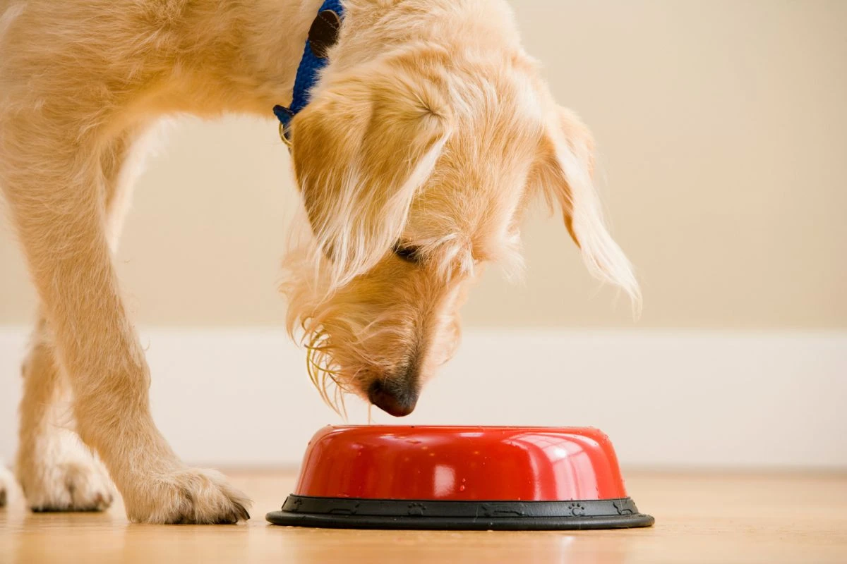 5 alimentos perigosos para cães que podem intoxicar seu pet