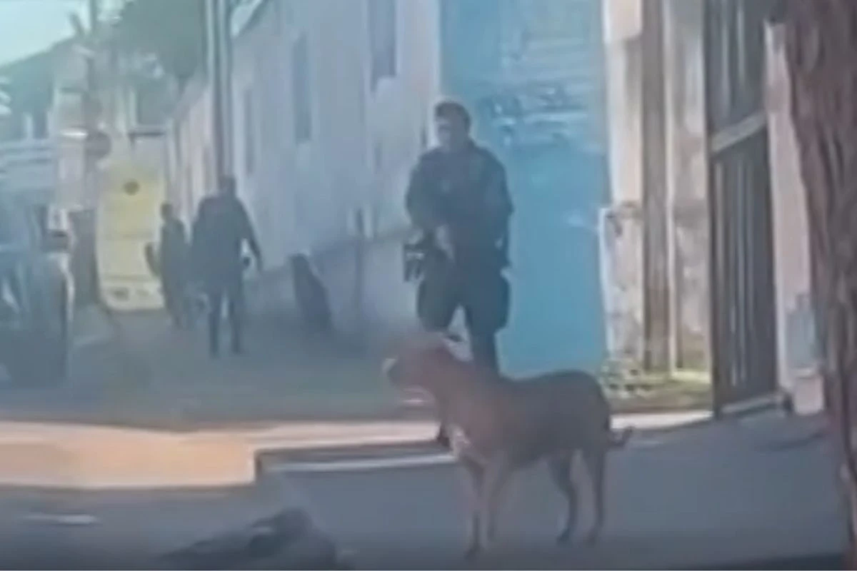 Vídeo: em Fortaleza, PM atira em pit-bull após ataque a cão e tutora