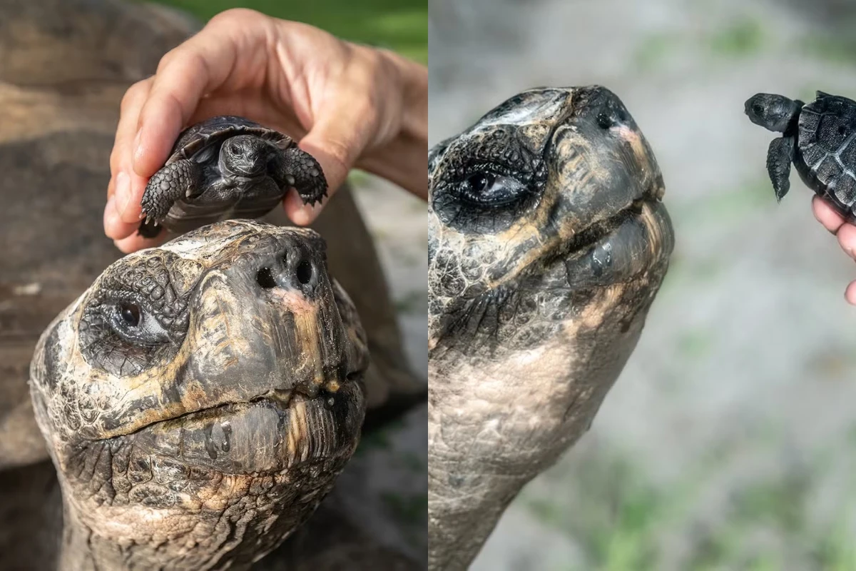 Tartaruga de 135 anos é pai pela 1ª vez e pode bater recorde