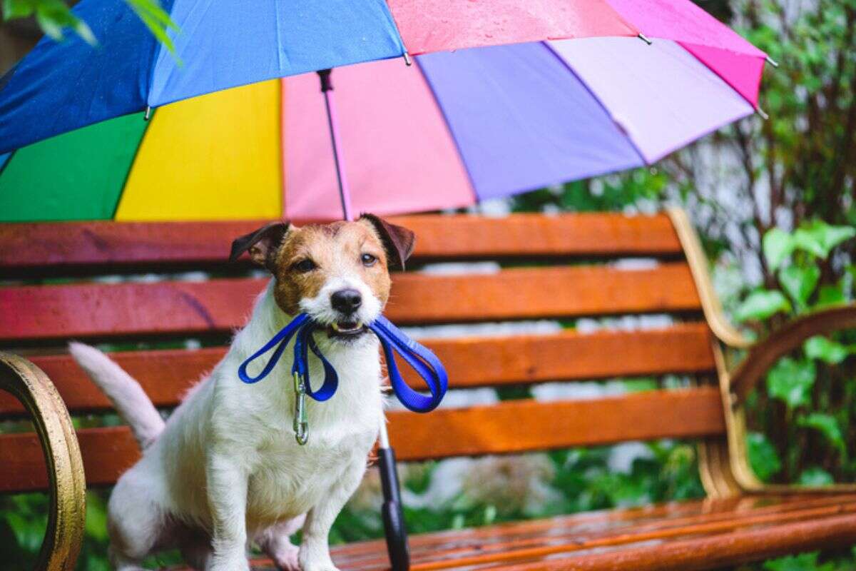 Saiba quais cuidados tomar ao passear com seu cachorro na chuva