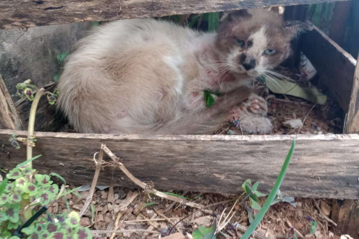 Vídeo: cachorros soltos fazem ataque brutal contra gatos no DF