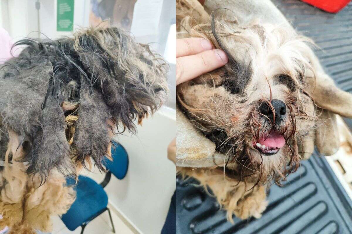 Um ano sem banho: mulher é multada por maus-tratos a york e shih tzu