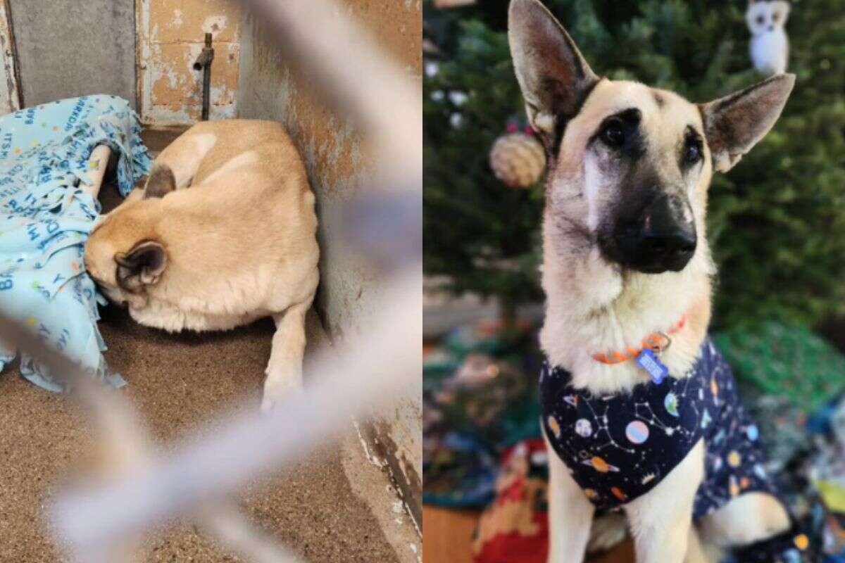 Cão vira-lata é adotado por ativista após ser abandonado em abrigo