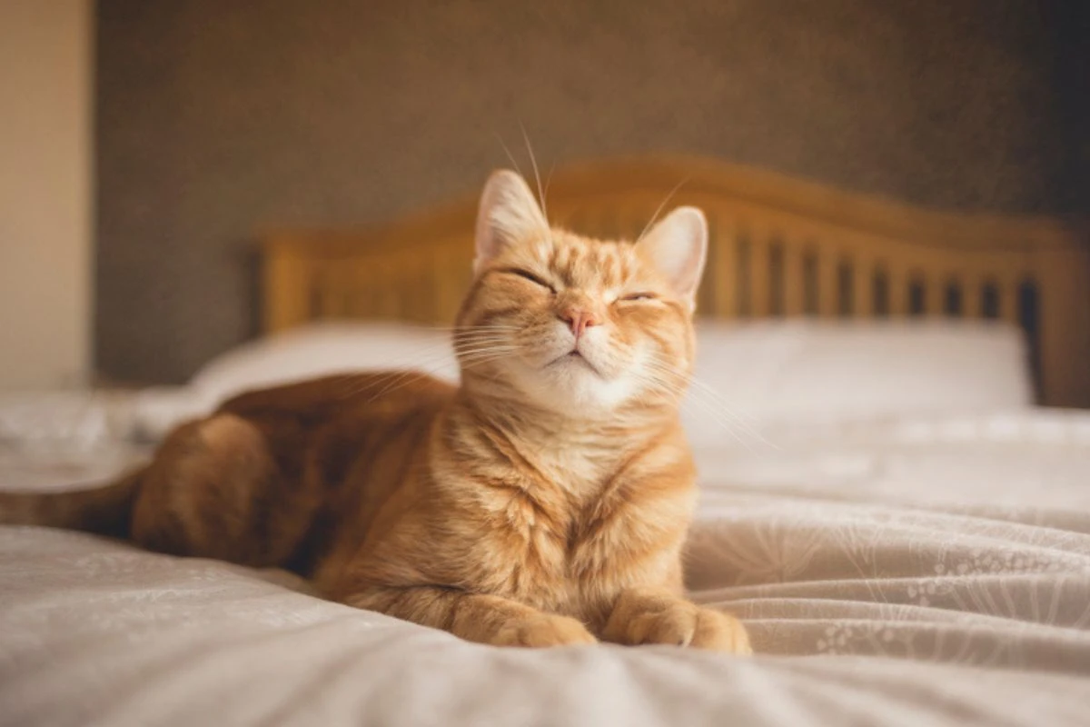 Felinos resistentes: de onde surgiu o mito que gatos têm 7 vidas?