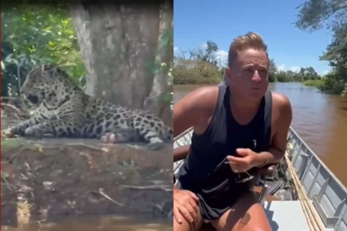 Vídeo. Leonardo se depara com onça em férias no Pantanal: “Oi, linda”