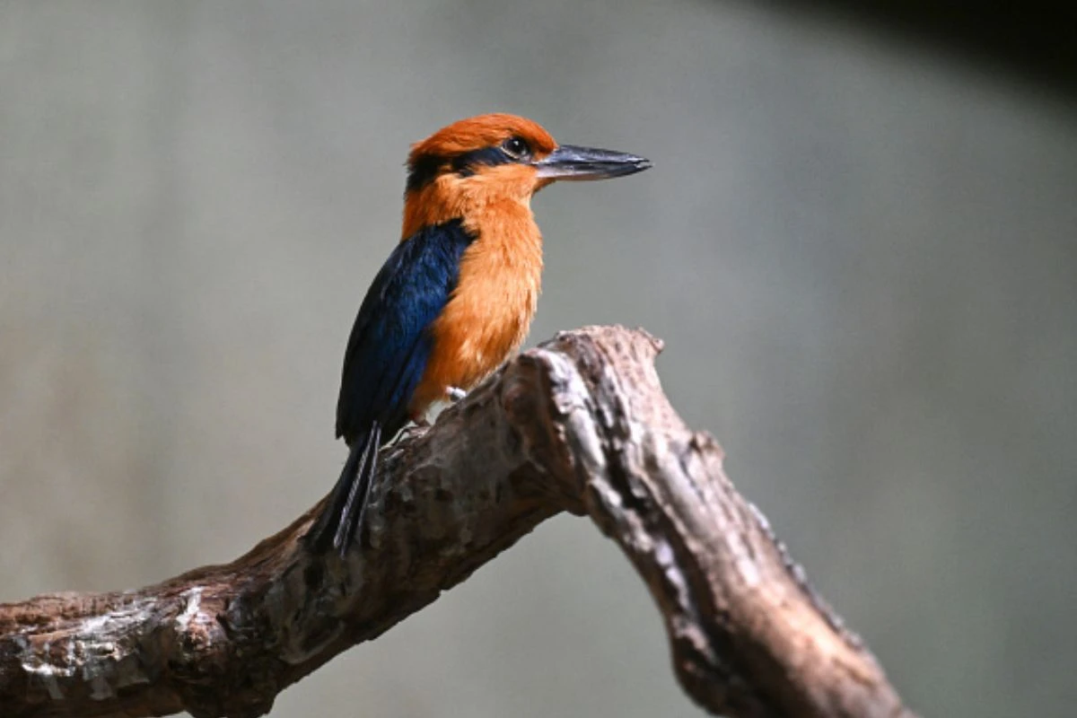 Ave extinta reaparece e põe ovos pela primeira vez em 40 anos