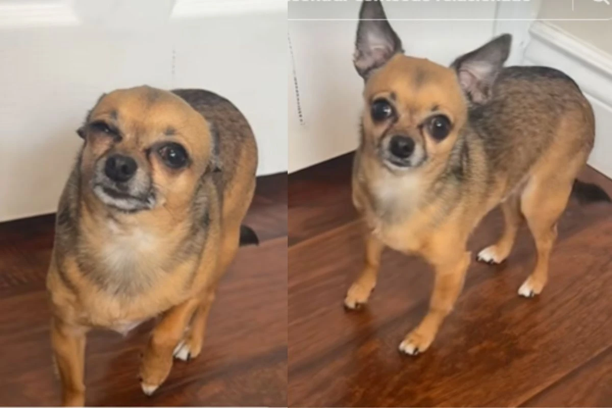 Dramático! Cachorro finge estar doente para tutora faltar ao trabalho