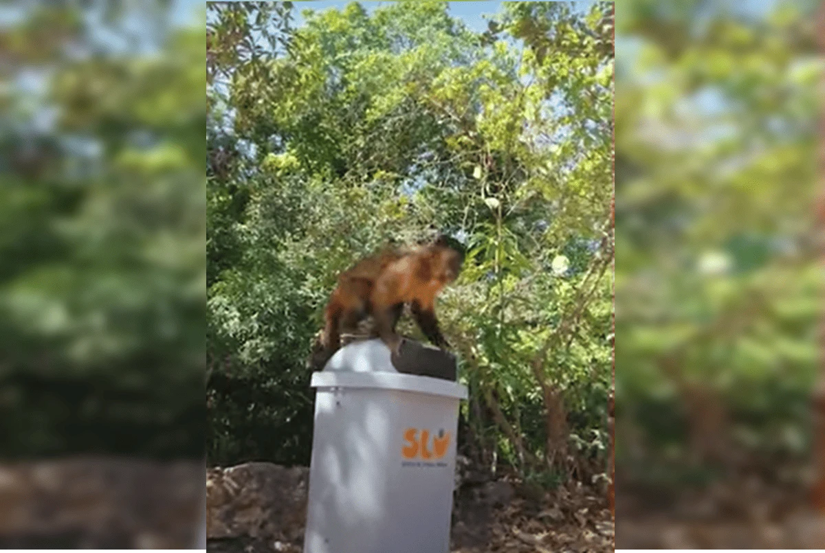 Vídeo: mulher é atacada e mordida por macaco-prego na Água Mineral