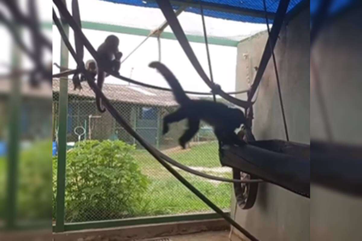 Marina Silva compartilha vídeo de centro com macaca apreendida no DF