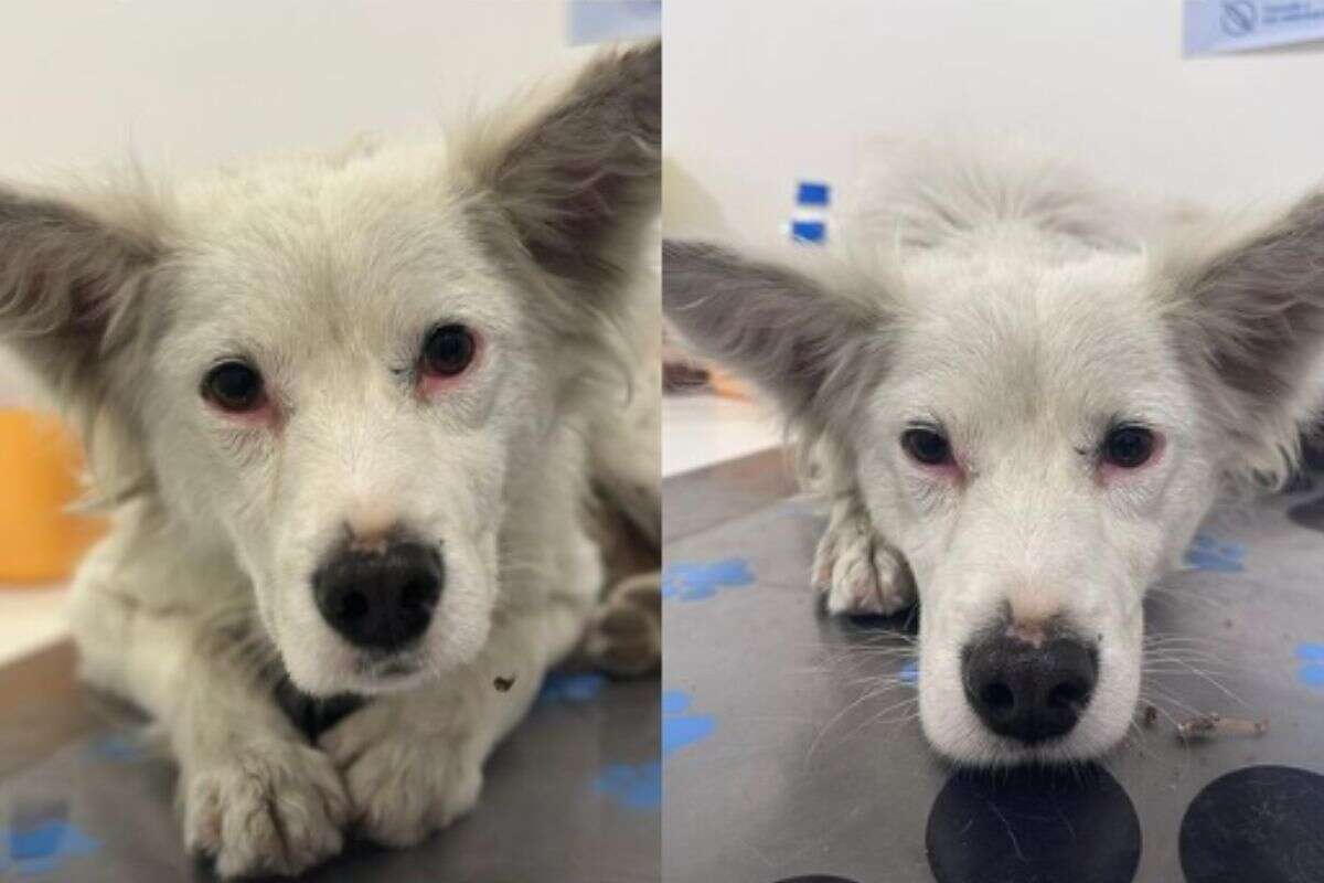 Jovem resgata cachorro de incêndio e descobre triste passado do animal