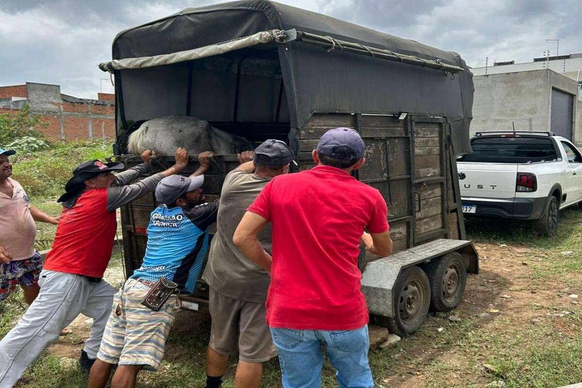 Égua ferida é resgatada em Sergipe após denúncias de maus-tratos