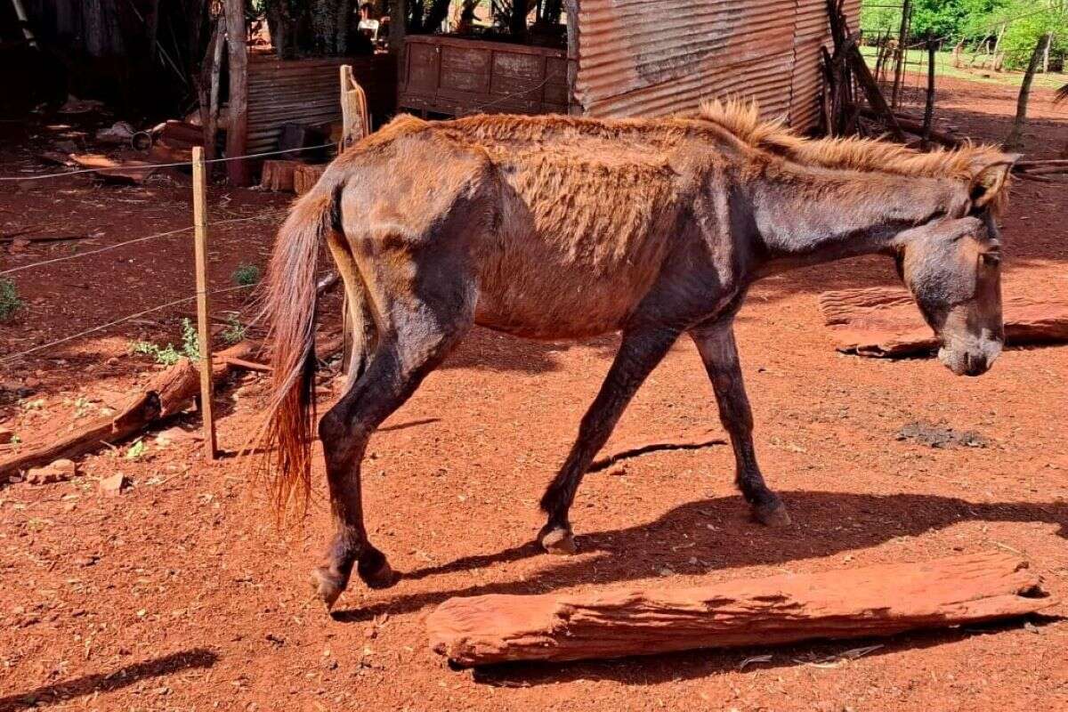 Maus-tratos: tutor usava só margarina para “tratar” cavalo com câncer