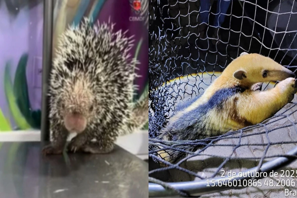 Porco-espinho e tamanduá: animais silvestres são resgatados no DF