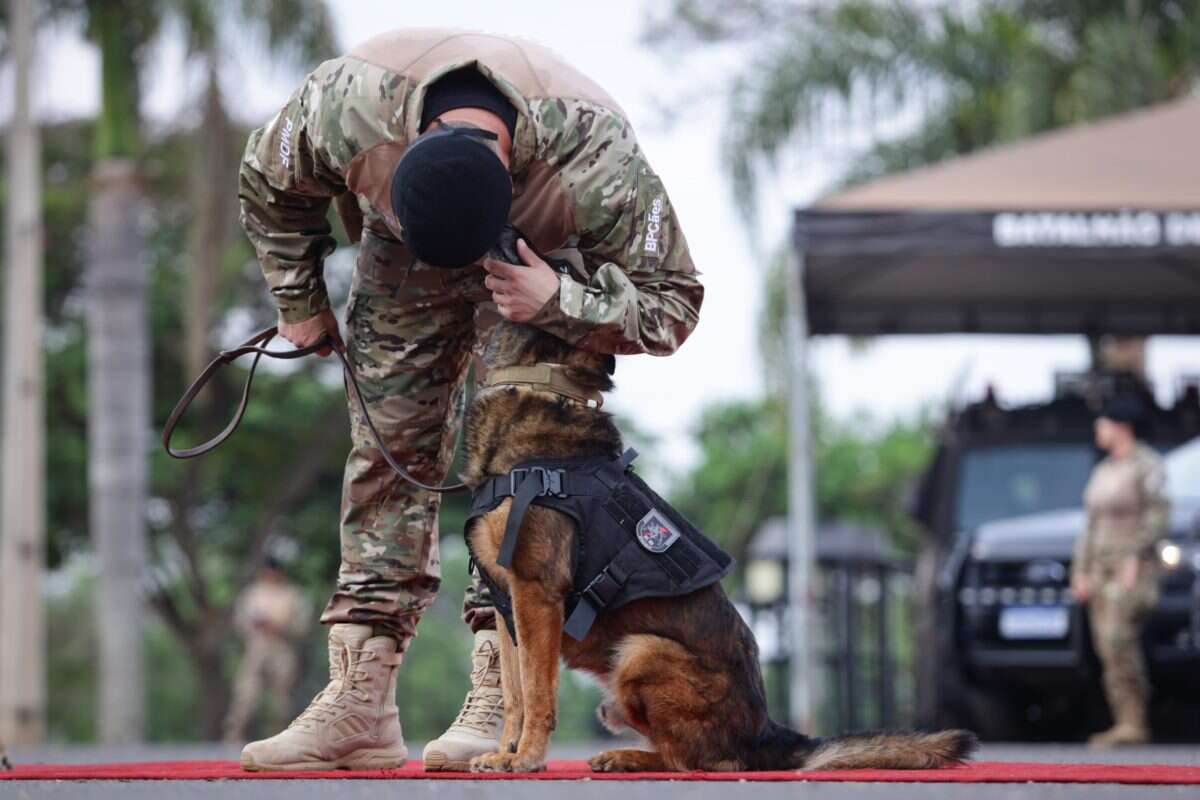 Heróis de quatro patas: cães da PMDF se despedem após anos de serviço