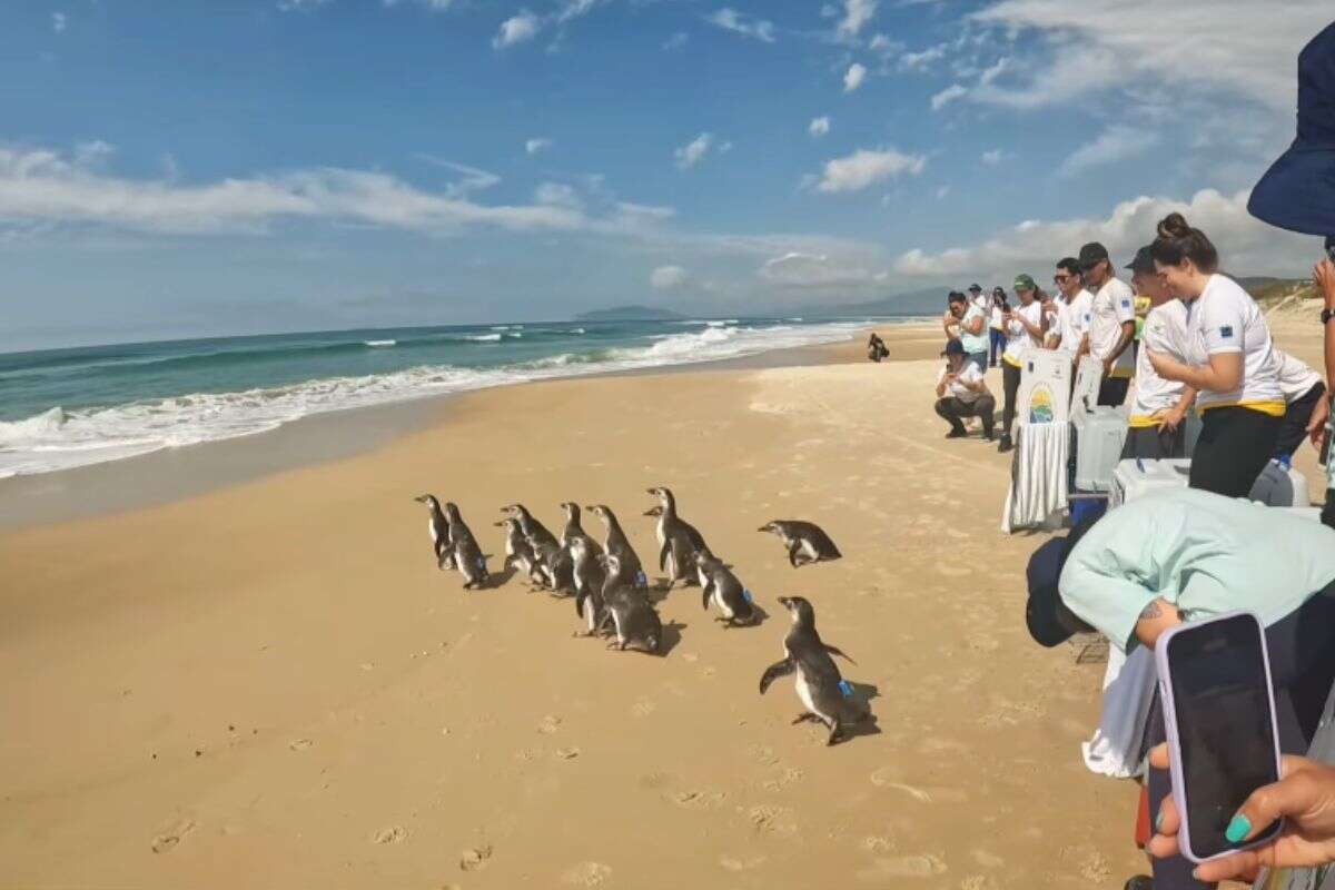 Grupo de 14 pinguins reabilitados em SC são devolvidos ao mar. Vídeo