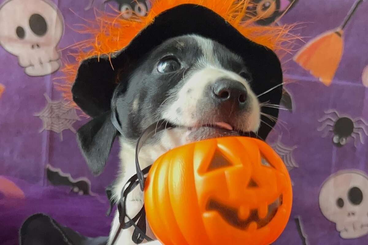 Cães e gatos para adoção protagonizam fotos de Halloween em SP; veja