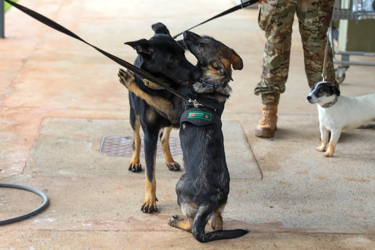 Patrulha canina: Chase e Rocky reforçam BPCães na luta contra o crime