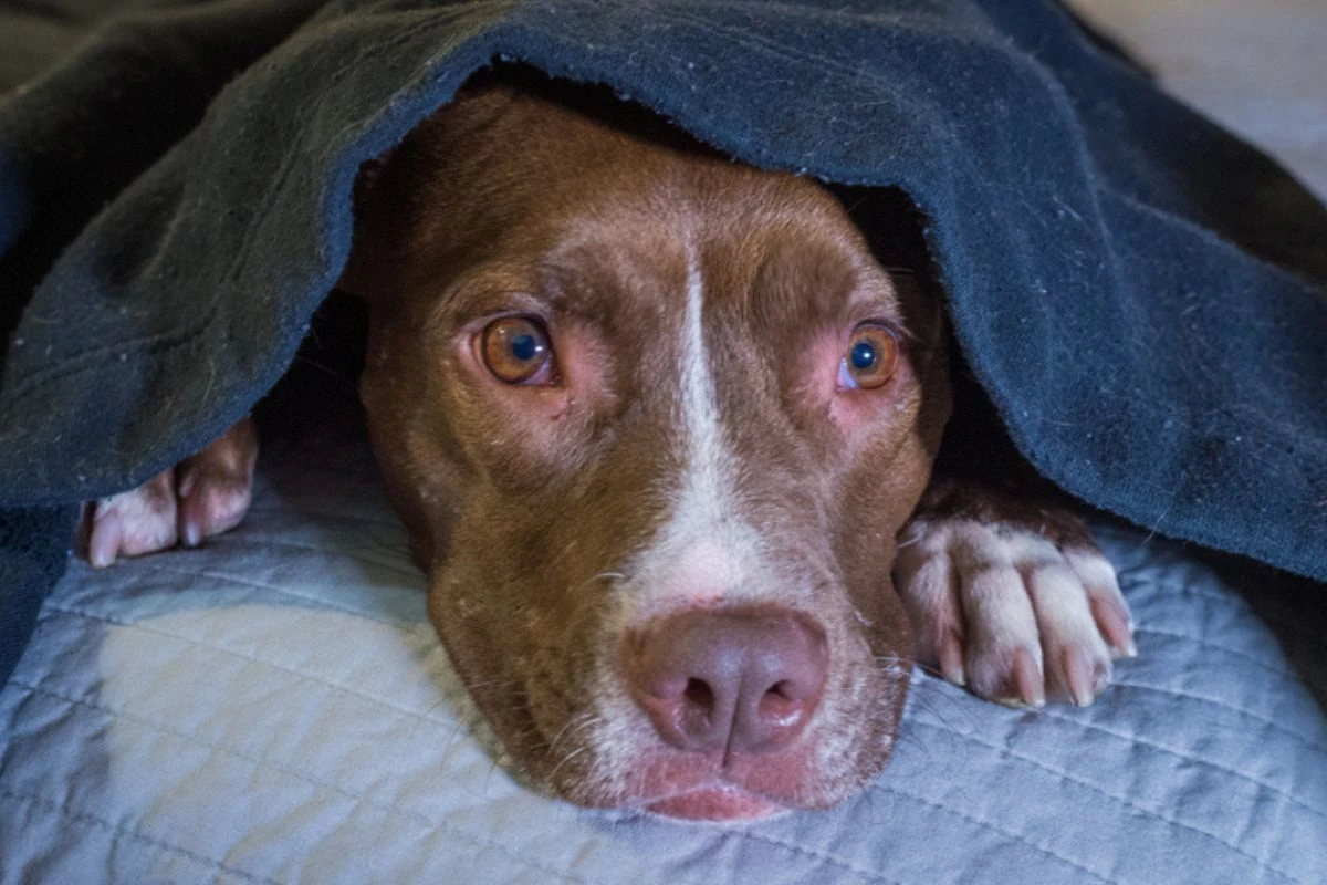 Como saber se o seu cachorro ou gato sofre de ansiedade