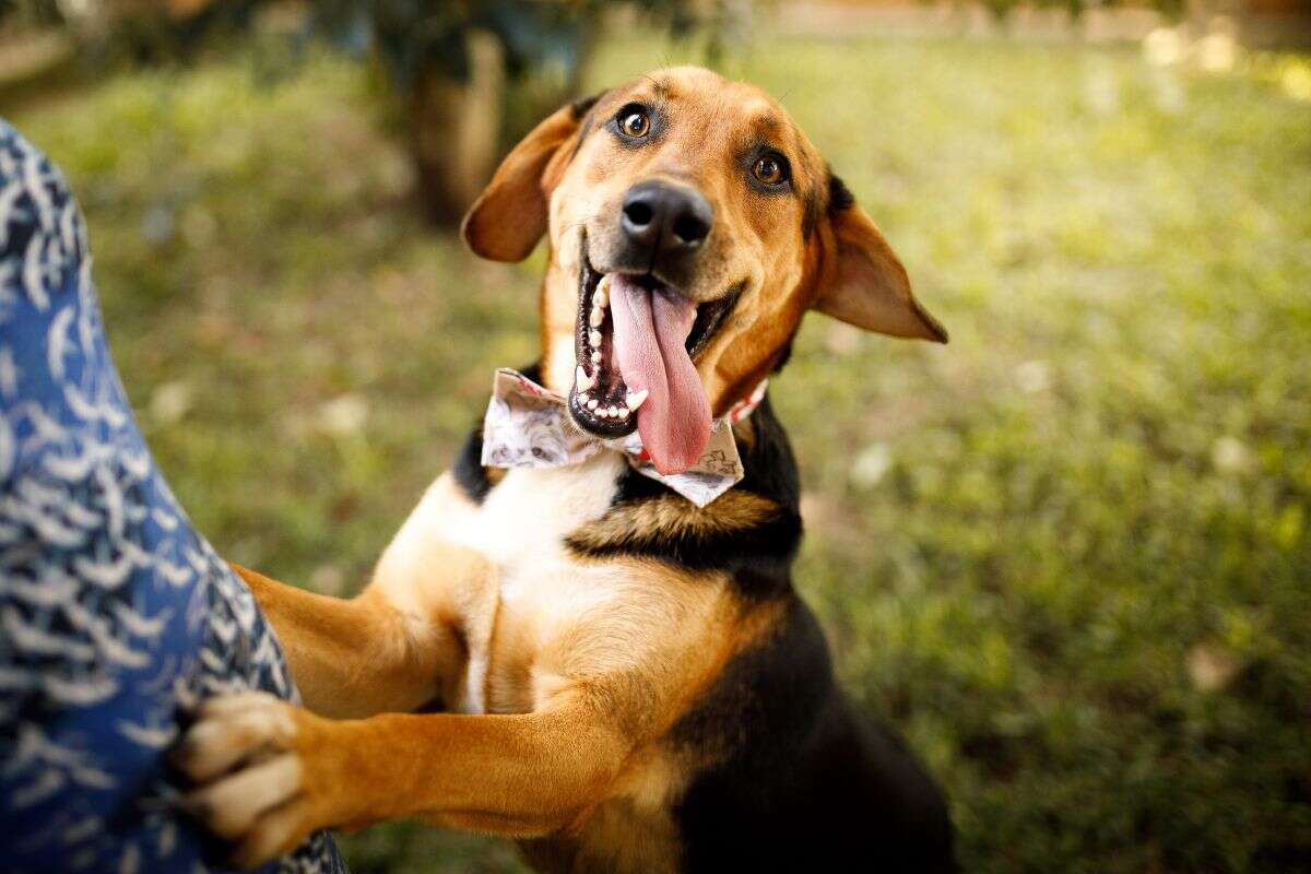 Longevidade: descubra as 6 raças de cachorro que vivem por mais tempo