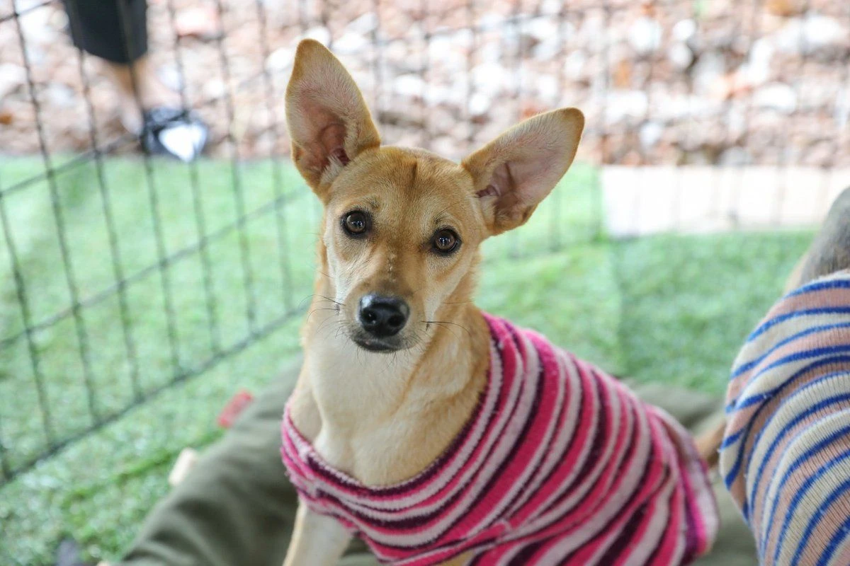 Feira Pet no Buriti promove adoção de animais até esta quarta (16/4)