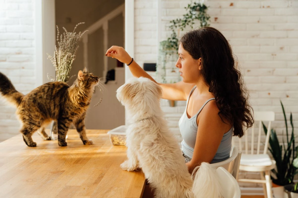 Mora em apartamento e tem pet? Veterinária dá dicas de boa convivência