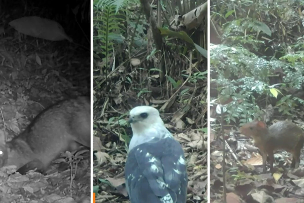 Câmera flagra de mão-pelada à fofíssima cutia-saltitante em SC; veja