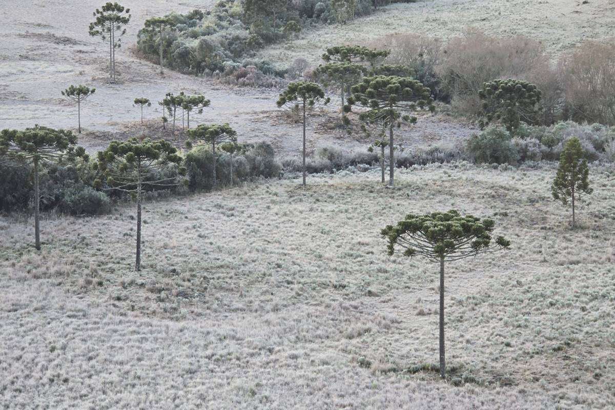 Santa Catarina “congelada”: 24 cidades têm temperaturas negativas