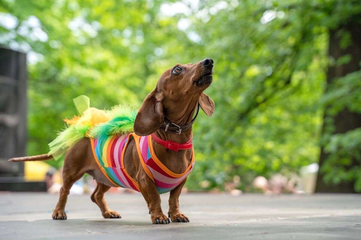 Veterinária alerta para 5 “vilões” dos cães nos bloquinhos de Carnaval