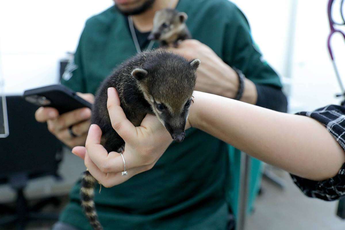 ICMBio resgata filhotes de quati desidratados no Parque Nacional