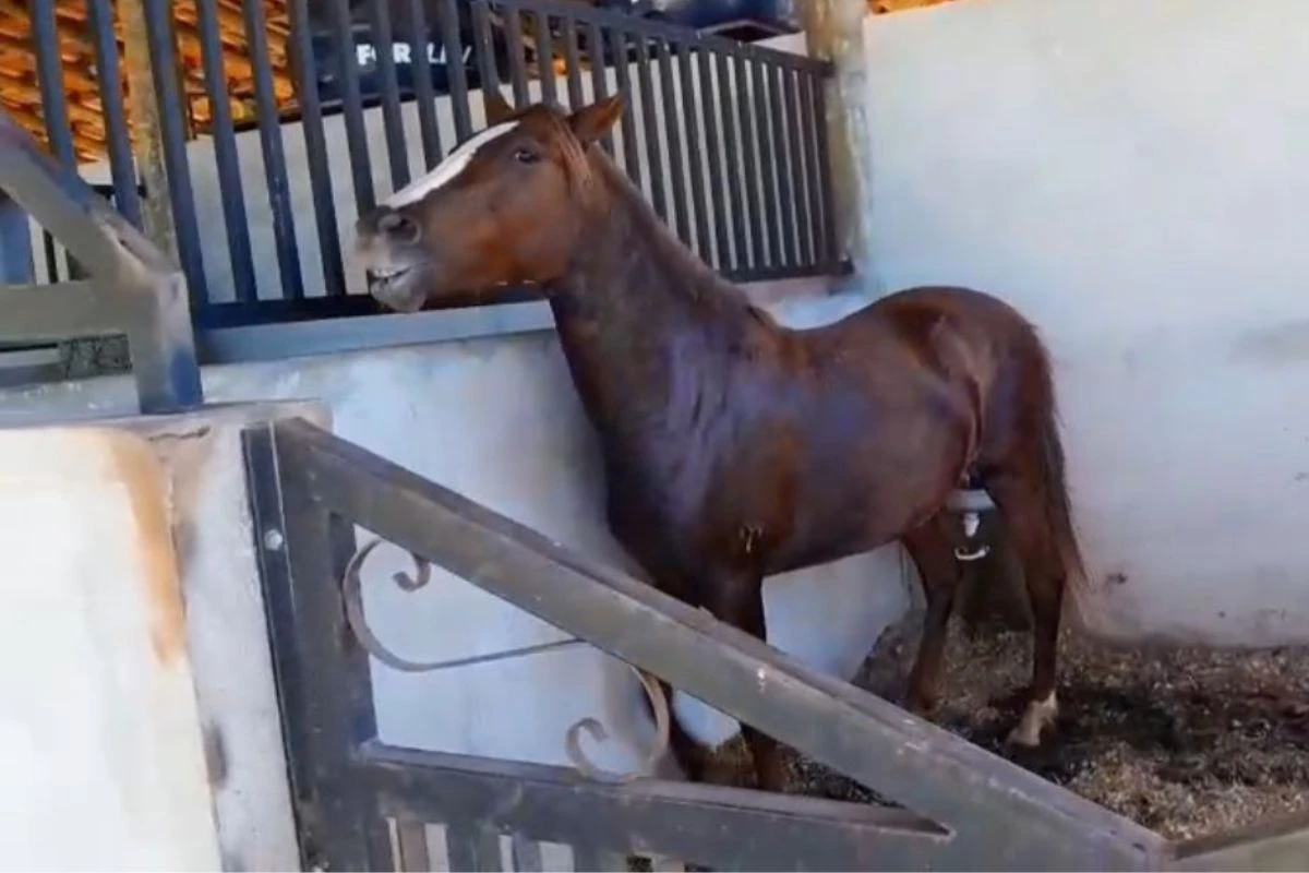 Ração suspensa pelo governo pode ter matado 42 cavalos em SP. Vídeo