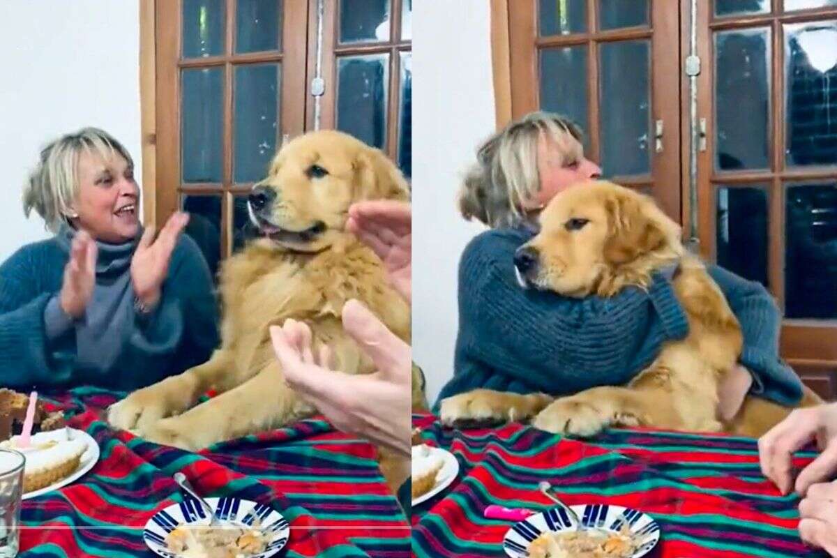 Golden retriever viraliza nas redes “cantando” parabéns para tutora