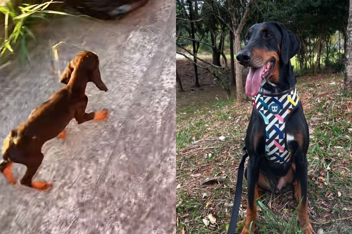 De filhote frágil a cão de 40 kg: resgate transforma vida de tutora