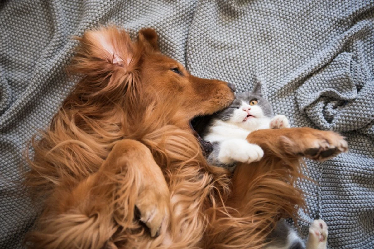 Cães e gatos: brincando ou brigando? Saiba quando você deve interferir