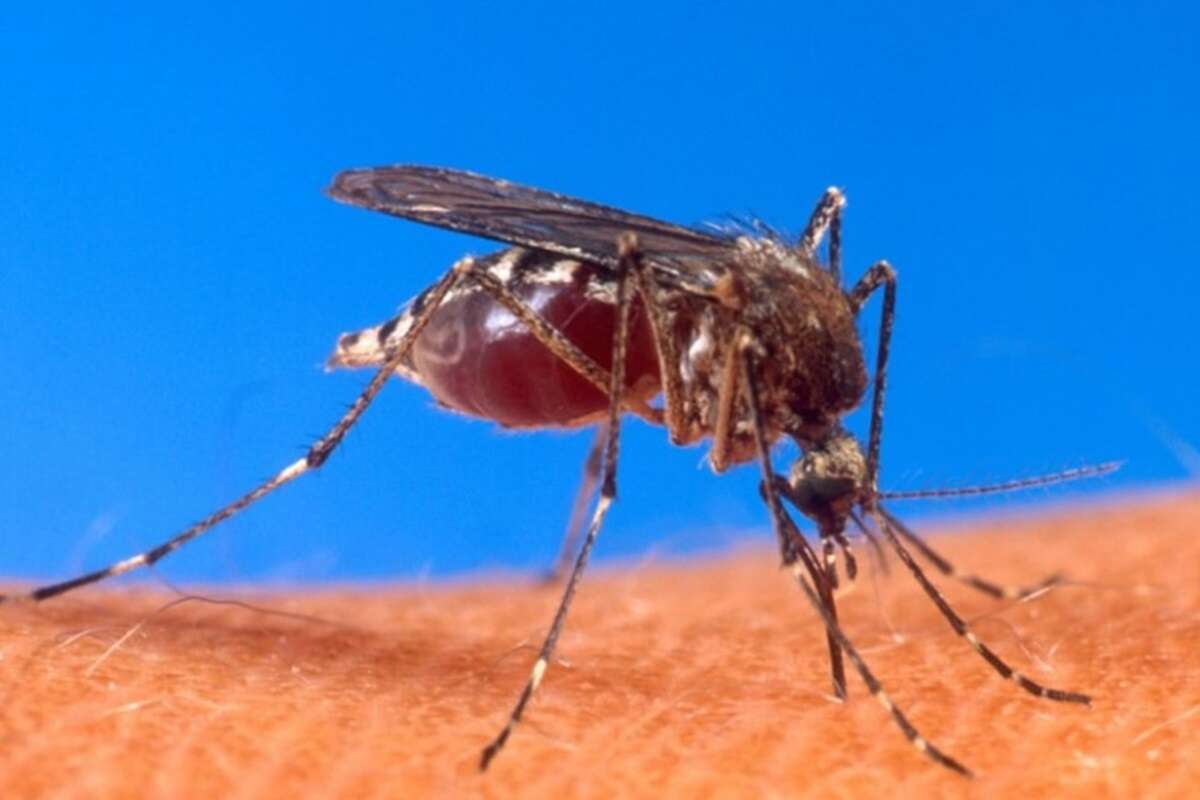 Dengue: saiba por que o tipo 3 é motivo de preocupação em 2025