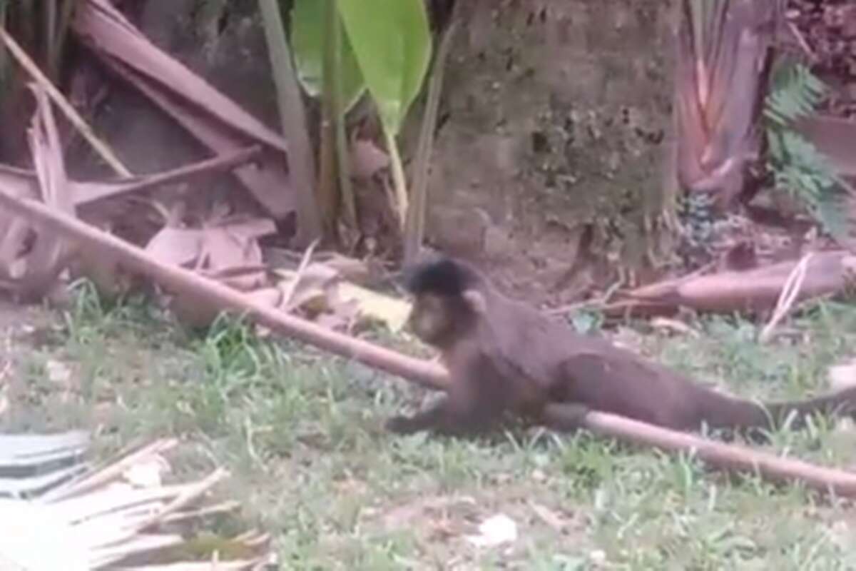 RJ: casal é preso após dopar macacos do Jardim Botânico. Vídeo