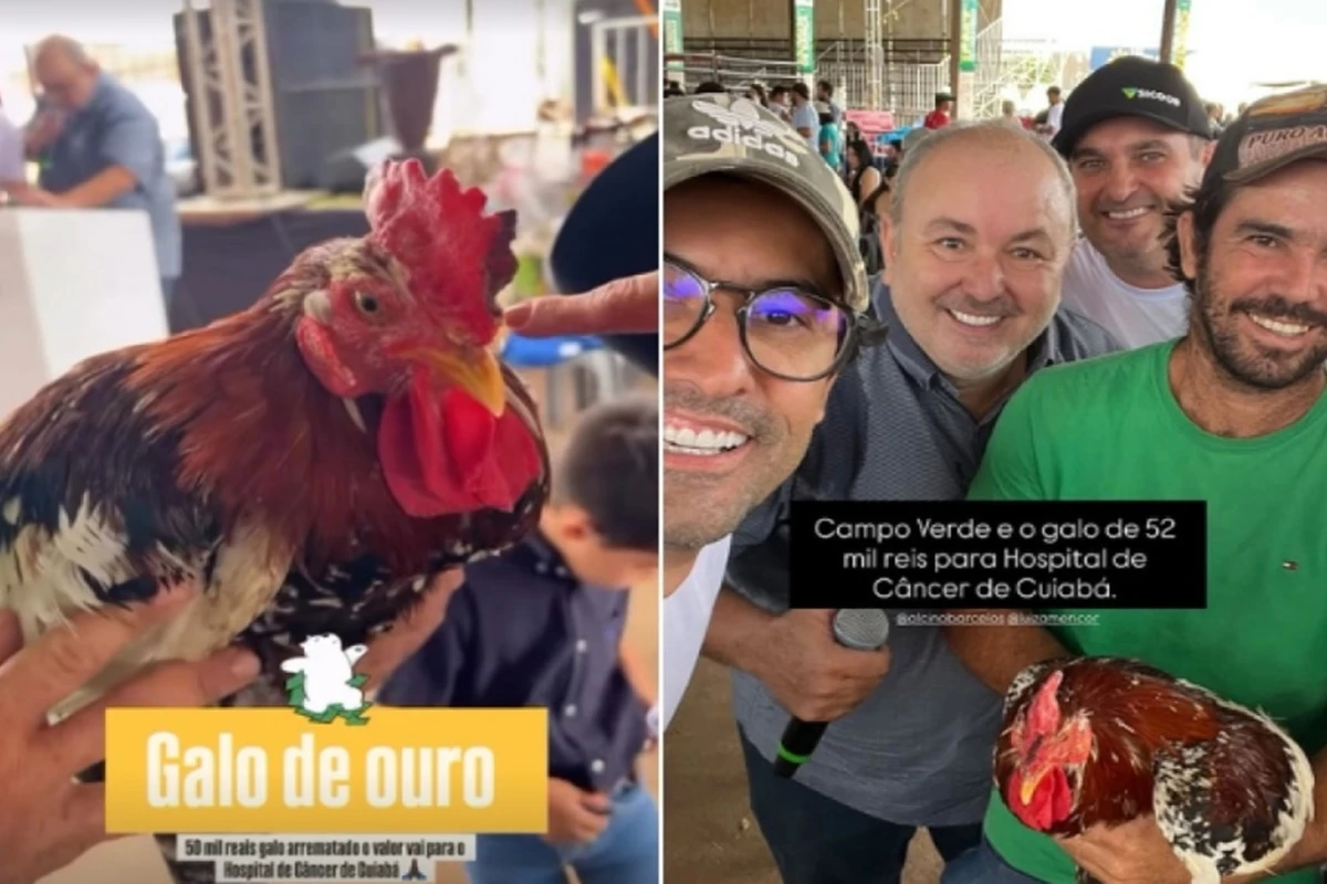 Galo é leiloado por R$ 52 mil em leilão em prol do Hospital do Câncer